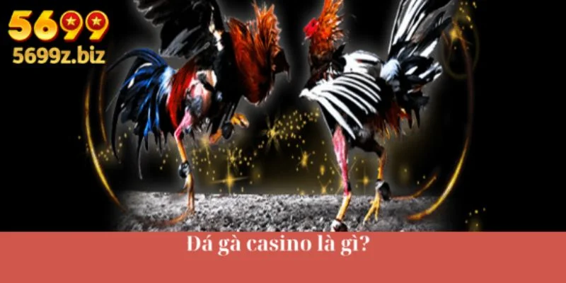 Đá gà casino là gì?