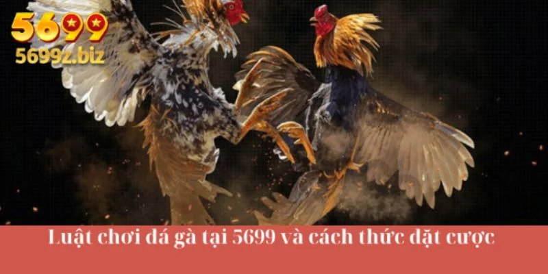 Luật chơi đá gà tại 5699 và cách thức đặt cược