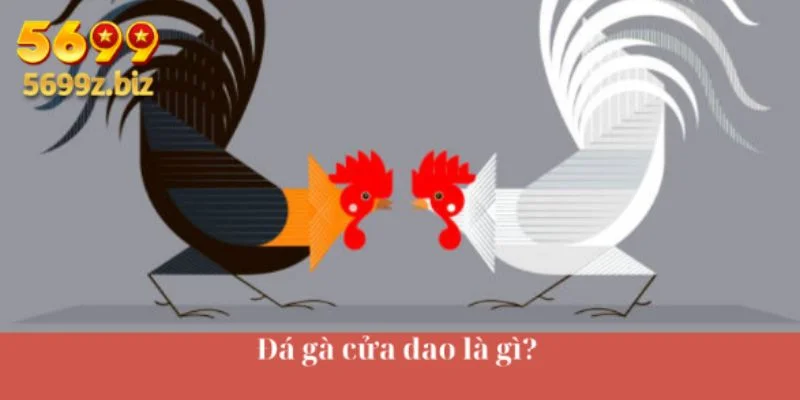 Đá gà cửa dao là gì?