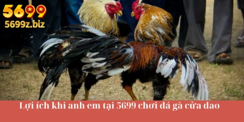Lợi ích khi anh em tại 5699 chơi đá gà cửa dao