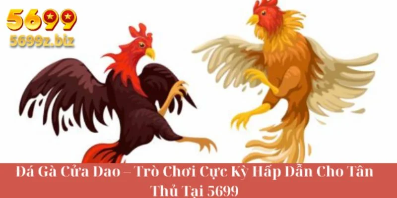 Đá gà cửa dao